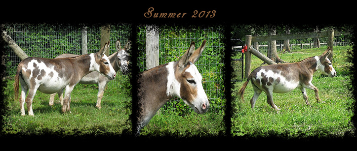 Critter Haven Farm Miniature Donkeys